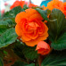 Begonias