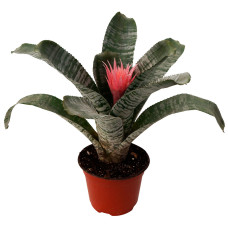 Bromelia