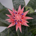 Bromelia
