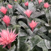 Bromelia
