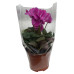 Cyclamen