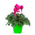 Cyclamen