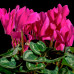 Cyclamen