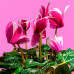 Cyclamen