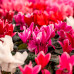 Cyclamen