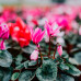 Cyclamen