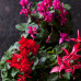 Cyclamen