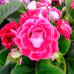Gloxinia