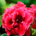 Gloxinia