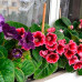 Gloxinia