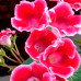 Gloxinia