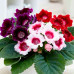 Gloxinia
