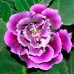 Gloxinia