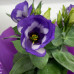 Lisianthus Lisianthus