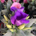 Lisianthus Lisianthus