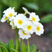 Primula Obcónica Primula Obcónica