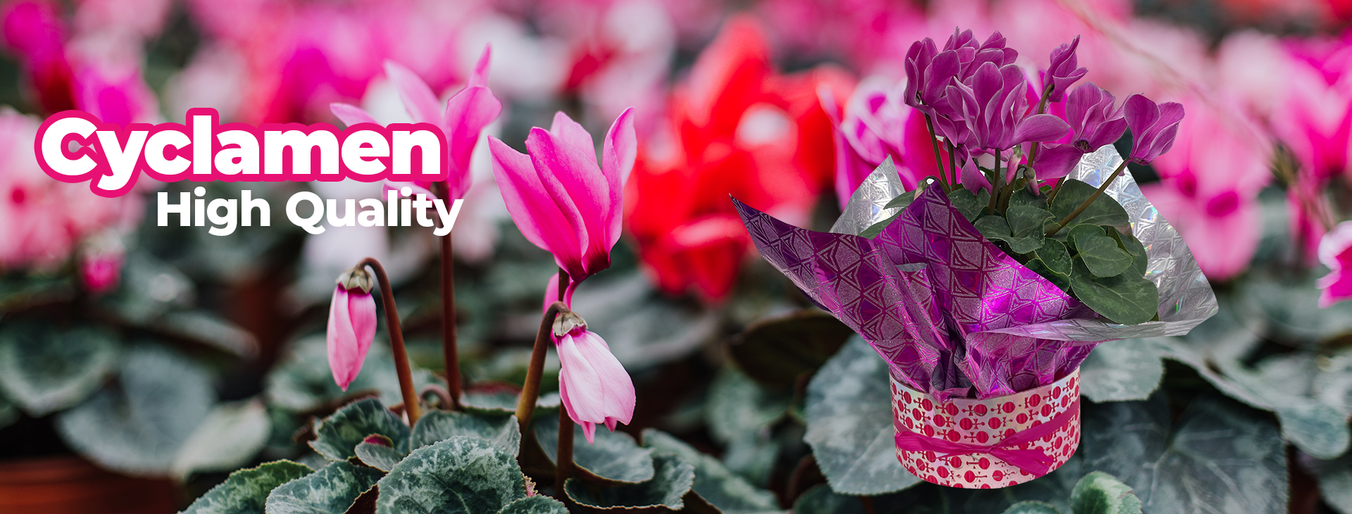 Cyclamen