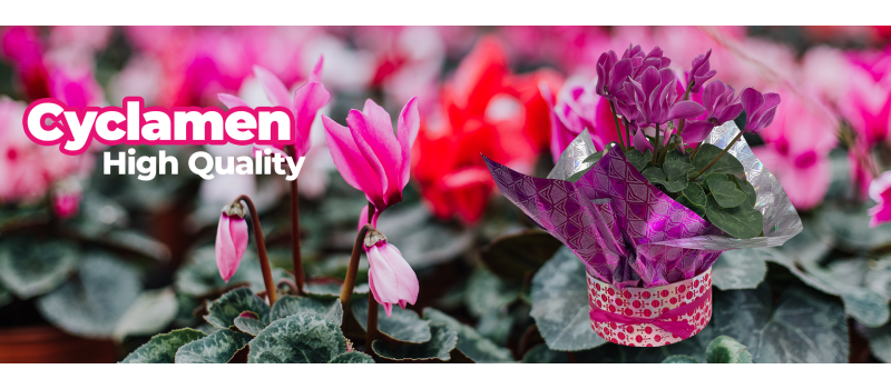 Cyclamen