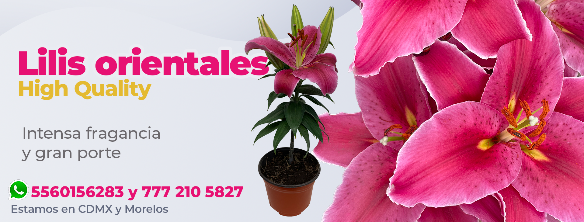 Lili oriental