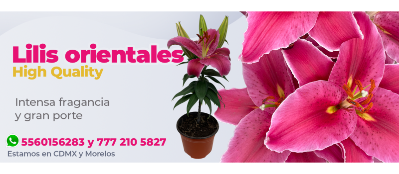 Lili oriental